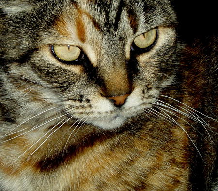 My beautiful cat Erica. - cat, tabby, love, eyes whiskers