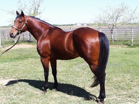 Handsome Blood Bay - horse, quarter horse, equus, blood bay