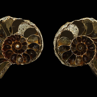 Ammonite pair