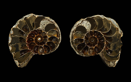 Ammonite pair - black background, pair, shells, ammonite