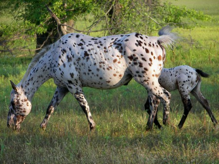 Mother and Child - mother, horse, equus, leopard appaloosas