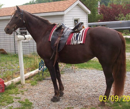 I am Ready - chestnut, horse, im ready, quarter horse