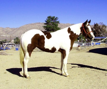 Paint Stallion - paint, horse, equus, stallion