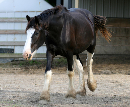 Husband Horse - equus, mare, horse, husband horse