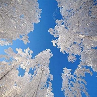 Winter trees