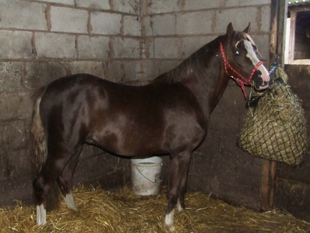 Cant You See I Have My Mouth Full? - stallion, chestnut, horse, equus