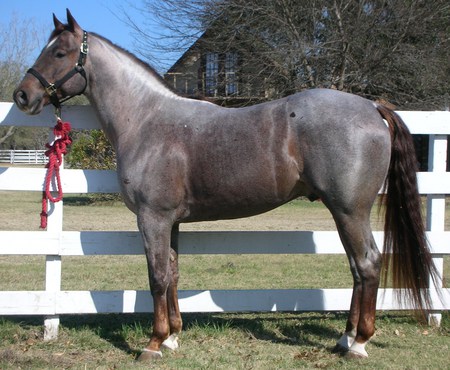 Quarter Horse Stallion - blue roan, horse, stallion, quarter horse