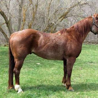 Strawberry Red Roan