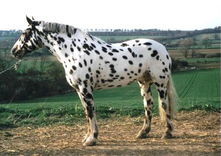 No Im Not A  Dalmation! - equus, spotted, horse, stallion