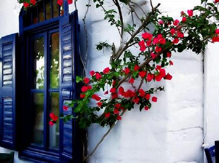 Blooms and shutters - white, climbing, blue shutters, window, house, red flowers, vine