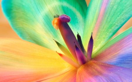 Fantazy flower - fantazy, colorful, flower, bright