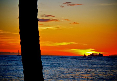 Hawaii Sunset - sky, horizon, trunk, palm, ocean