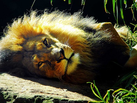 The Majestic Lion - cat, cats, big, lion