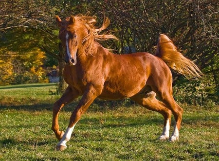 Frolic - summer, spirited galloping, horse, brown, pasture, young, green