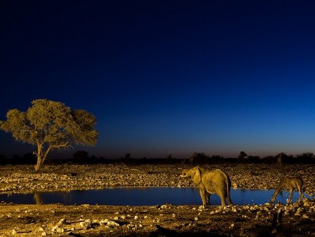 Namibia National Park - elefant, water, park, giraffe