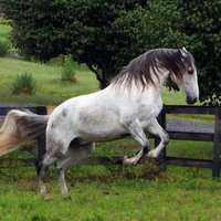 Grey Andalusian