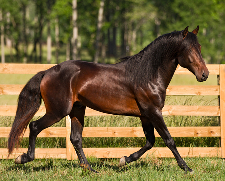 Lusitanian Horse - brown, iberian, dark bay, lusitanian, horse, bay, portugal