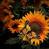 Monarch and sunflowers