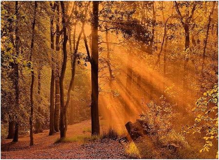 Struck with gold - forest, sunlight, rays, golden, trees