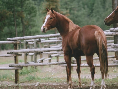 Whos There? - horse, quarter horse, equus, beautiful