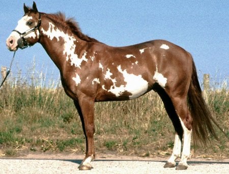 Chestnut Overo Paint - paint, horse, equus, overo