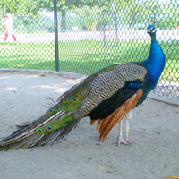 Peacock