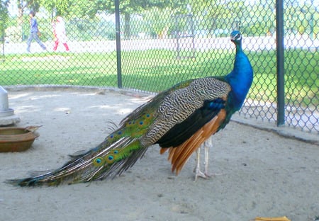 Peacock - peacock, lahore, animals, birds