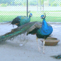 Peacocks