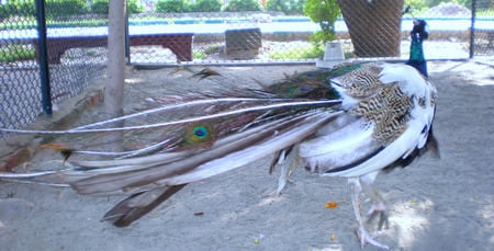 Peacock - birds, lahore, peacock, animals