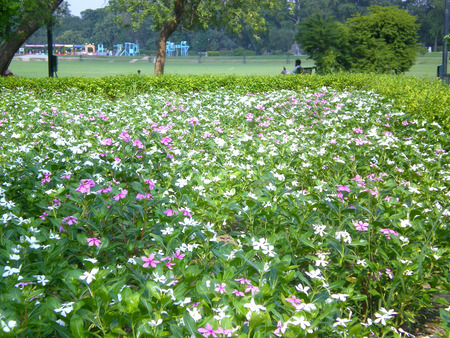 Flowers - flowers, beautiful flowers, nature, garden