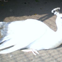 White peacock