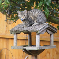 Cat on bird table!