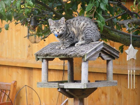 Cat on bird table! - tabby, cat, table, garden, bird