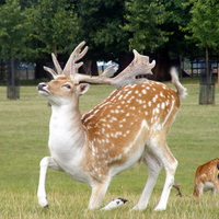 Deer at Burghley house