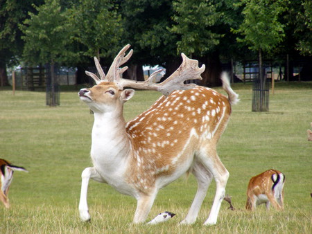 Deer at Burghley house - trees, green, deer, grass, park