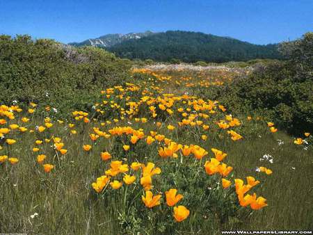 Wild yellow blooms - grass, yellow blossoms, mountain, wild flowers