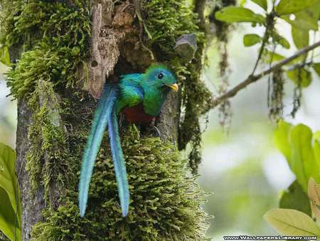 Exotic bird - nest, bright feathers, exotic bird, tropical, tree