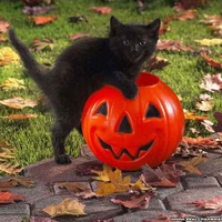 Halloween kitten