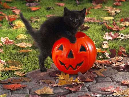 Halloween kitten - cat, pumpkin, black kitten, kitty, pet, nature, face, halloween, pumpkins, fall, carving, leaves, animal, colors