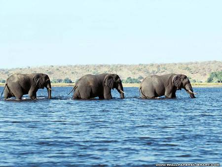 Wading the river - elephants, river, walking, africa, wading