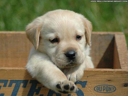 Golden Retreiver Puppy - golden retreiver, puppy, dog, wooden box, pet