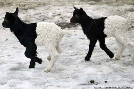 Black 'n white or white 'n black? - white, snow, winter, goats, black