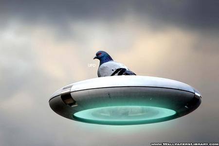 Pigeon UFO - sky, bird, clouds, ufo, pigeon, flying saucer