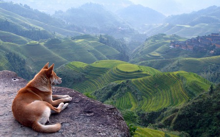 Red Dog - landscape, dog, valley, view