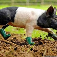 Pig in boots