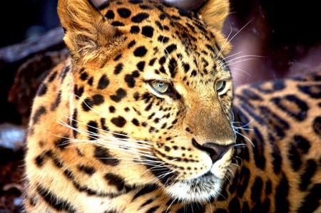 African Leopard - leopard, big cat, feline, africa