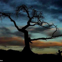 Leafless Tree