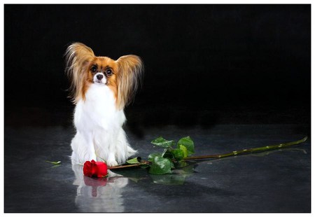 A rose for Willow - papillon, white, red, butterfly dog, brown, rose