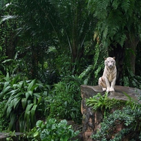 White Tiger alone