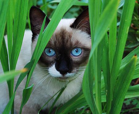 Frank - Old blue eyes - hiding, grass, siamese, grey and black, cat, blue eyes